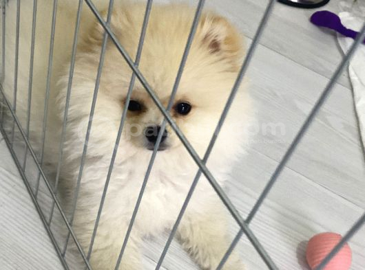 Teddy Bear Pomerian Bo görsel