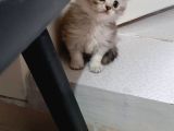 Scottish Fold Uzun Ve Kısa Tüylü Yavrularım