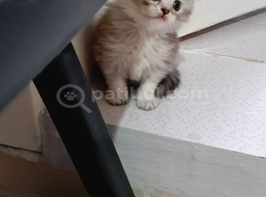 Scottish Fold Uzun Ve Kısa Tüylü Yavrularım görsel