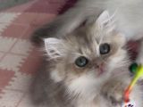 Safkan British Longhair Yavrular