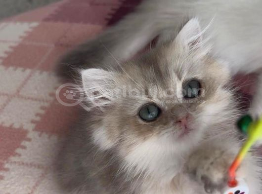 Safkan British Longhair Yavrular görsel