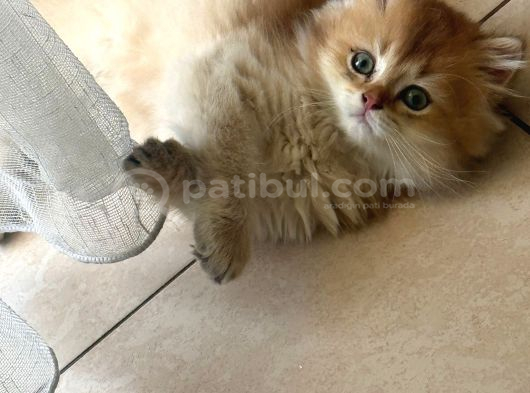 Beyaz Ve Golden Üst Kalite Cins Kodlu Yavrularım görsel