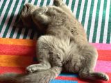 British Shorthair  Dişi