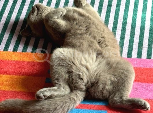 British Shorthair  Dişi görsel