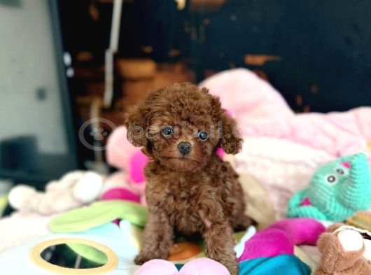 Kipkirmizi Red Toy Poodle Sevi̇mli̇ Yavrular görsel