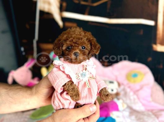 Kipkirmizi Red Toy Poodle Sevi̇mli̇ Yavrular