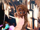 Kipkirmizi Red Toy Poodle Sevi̇mli̇ Yavrular