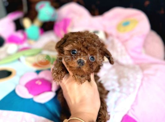 Toy Poodle Sevi̇mli̇ Yavrular Ev Üreti̇mi̇ görsel