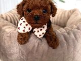 Kipkirmizi Red Toy Poodle Sevi̇mli̇ Yavrular