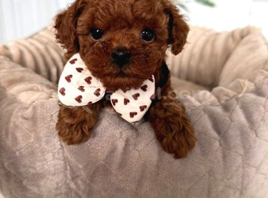 Kipkirmizi Red Toy Poodle Sevi̇mli̇ Yavrular görsel