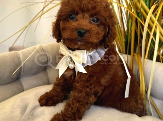 Kipkirmizi Red Toy Poodle Sevi̇mli̇ Yavrular
