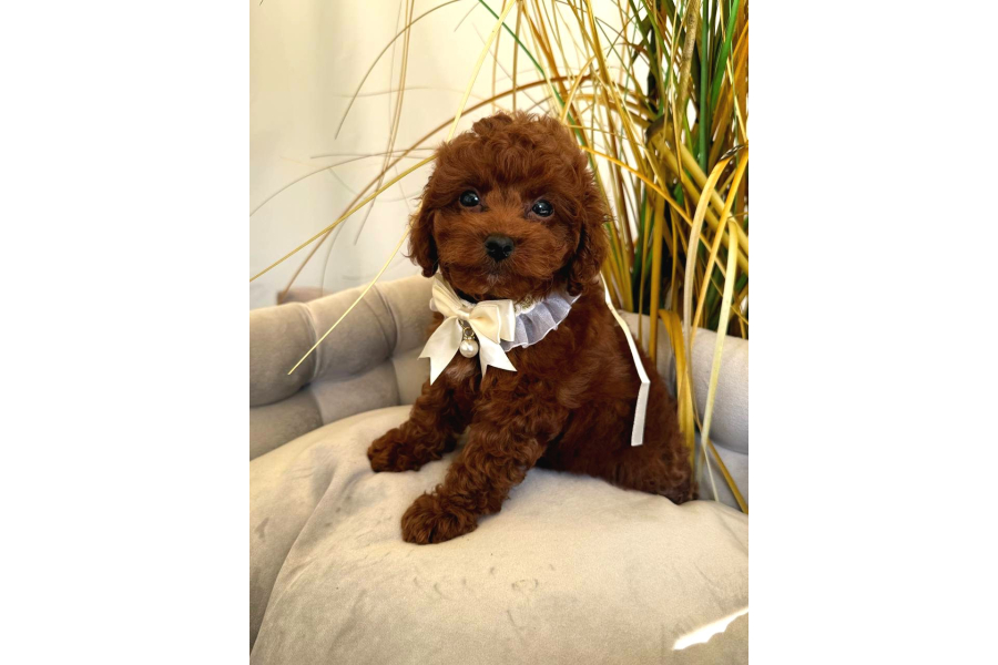 Kipkirmizi Red Toy Poodle Sevİmlİ Yavrular
