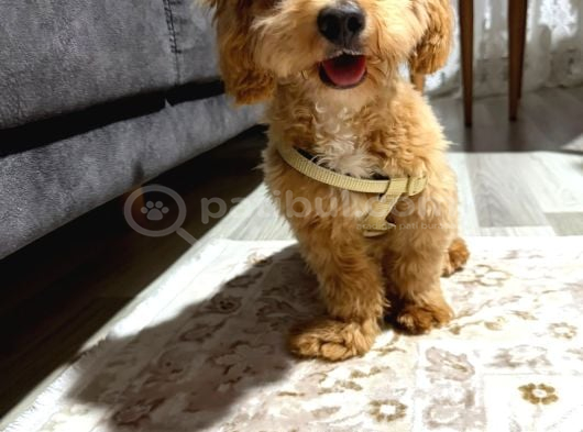 MALTİPOO