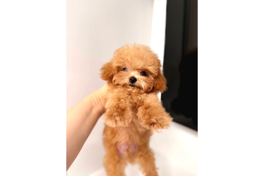 Maltİpoo Cİnsİ Yavrular Ev Üretİmİ