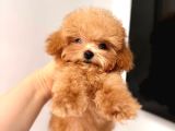 Malti̇poo Ci̇nsi̇ Yavrular Ev Üreti̇mi̇