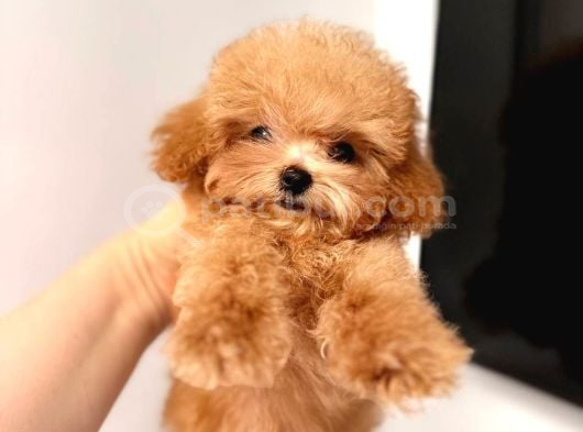 Malti̇poo Ci̇nsi̇ Yavrular Ev Üreti̇mi̇ görsel