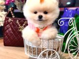 Pomerri̇an Boo Sevi̇mli̇ Yavrular