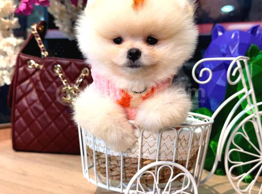 Pomerri̇an Boo Sevi̇mli̇ Yavrular