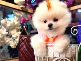 Pomerri̇an Boo Sevi̇mli̇ Yavrular