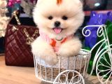 Pomerri̇an Boo Sevi̇mli̇ Yavrular