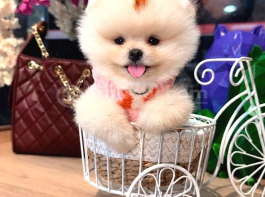 Pomerri̇an Boo Sevi̇mli̇ Yavrular görsel