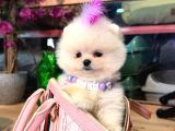 Pomerri̇an Boo Sevi̇mli̇ Yavrular