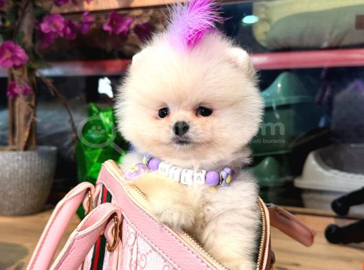 Pomerri̇an Boo Sevi̇mli̇ Yavrular görsel