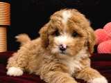 Safkan Malti̇poo Bebekleri̇mi̇z