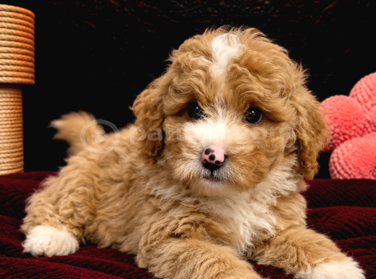 Safkan Malti̇poo Bebekleri̇mi̇z