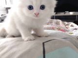 Scottish Fold Uzun Ve Kısa Tüylü Yavrularım