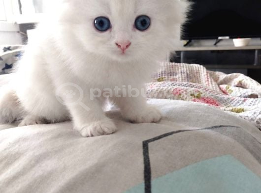 Scottish Fold Uzun Ve Kısa Tüylü Yavrularım görsel