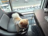 A Kali̇te Pomerani̇an Boo
