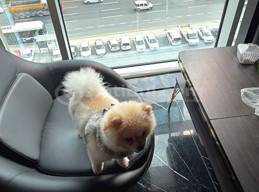 A Kali̇te Pomerani̇an Boo görsel