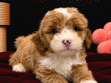Safkan Malti̇poo Bebekleri̇mi̇z
