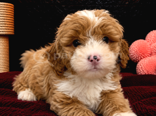 Safkan Malti̇poo Bebekleri̇mi̇z görsel