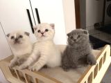 British Scottish Blue Point Yavrular