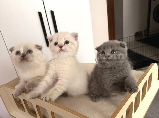 British Scottish Blue Point Yavrular