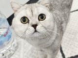 British Shorthair Silver