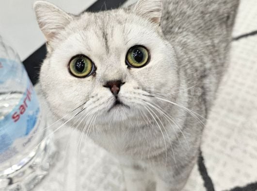 British Shorthair Silver görsel