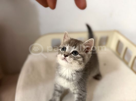 British Scottish Blue Point Yavrular görsel