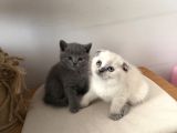 British Scottish Blue Point Yavrular