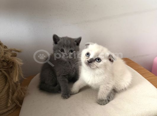 British Scottish Blue Point Yavrular görsel