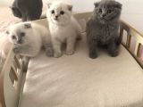British Scottish Blue Point Yavrular