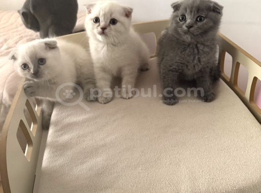British Scottish Blue Point Yavrular görsel