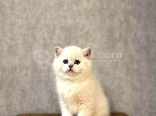 Bebek Yüz British Shorthai̇r Yavrularim görsel