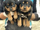 Hayali̇ni̇zdeki̇ Rottweiler Yavrusu Si̇zi̇ Bekli̇yor