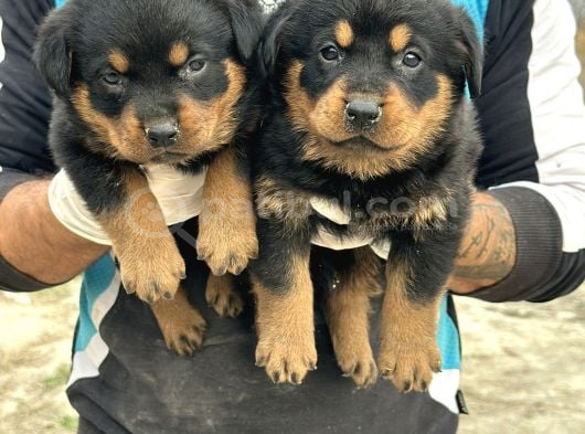 Hayali̇ni̇zdeki̇ Rottweiler Yavrusu Si̇zi̇ Bekli̇yor görsel