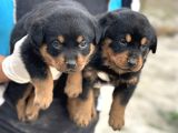Hayali̇ni̇zdeki̇ Rottweiler Yavrusu Si̇zi̇ Bekli̇yor