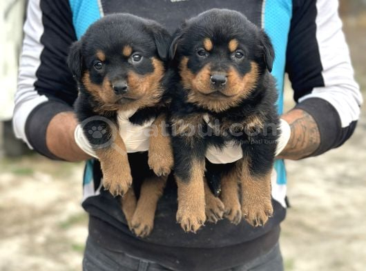 Hayali̇ni̇zdeki̇ Rottweiler Yavrusu Si̇zi̇ Bekli̇yor görsel