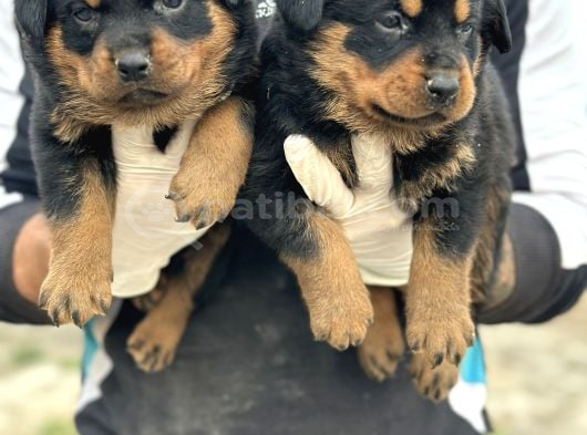 Hayali̇ni̇zdeki̇ Rottweiler Yavrusu Si̇zi̇ Bekli̇yor görsel